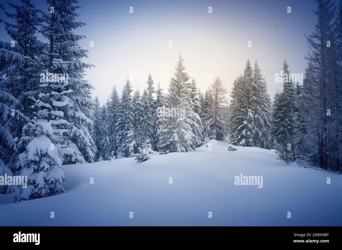 Winter im Wald. Neujahr`s Landschaft. Frischer Schnee auf den Bäumen. Die Wirkung der Farbtonung Stockfoto